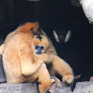 Asia - Kali River - Northern White-cheeked Gibbons