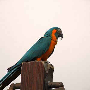Blue-throated Macaw (Free-roaming)