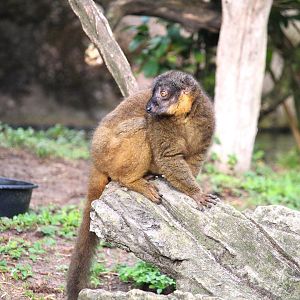 Discovery Island - Collared Brown Lemur