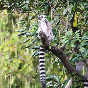 Discovery Island - Ring-tailed Lemur