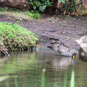 Discovery Island - Yellow-billed Duck