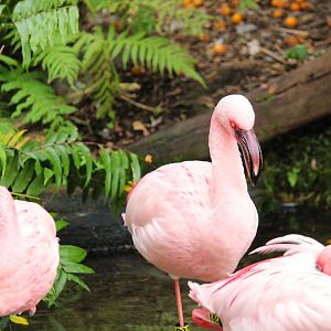 Discovery Island - Lesser Flamingos