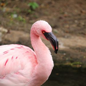 Discovery Island - Lesser Flamingo