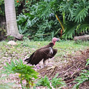 Discovery Island - Lappet-faced Vulture