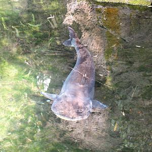 Discovery Island - Giant Pangasius