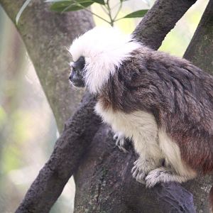 Discovery Island - Cotton-top Tamarin