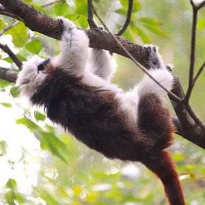 Discovery Island - Cotton-top Tamarin