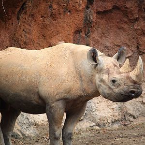 Africa - Kilimanjaro Safaris - South-central Black Rhinoceros