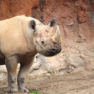 Africa - Kilimanjaro Safaris - South-central Black Rhinoceros