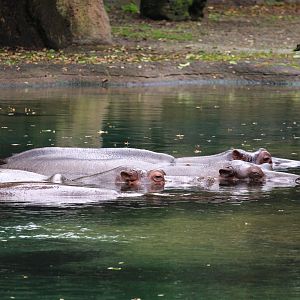 Africa - Kilimanjaro Safaris - Nile Hippopotamuses