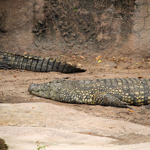 Africa - Kilimanjaro Safaris - Nile Crocodile