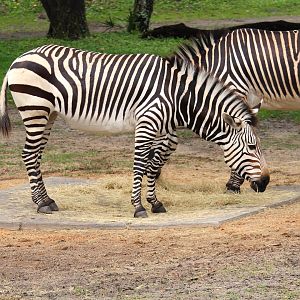 Africa - Kilimanjaro Safaris - Hartmann's Mountain Zebra