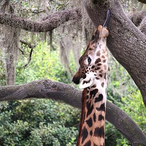 Africa - Kilimanjaro Safaris - Masai Giraffe