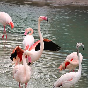 Africa - Kilimanjaro Safaris - Greater Flamingos