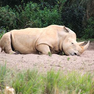 Africa - Kilimanjaro Safaris - Southern White Rhinoceros
