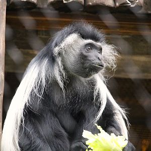 Africa - Kilimanjaro Safaris - Peter's Angola Colobus