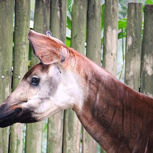 Africa - Gorilla Falls Exploration Trail - Okapi