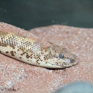 Africa - Gorilla Falls Exploration Trail - Kenyan Sand Boa