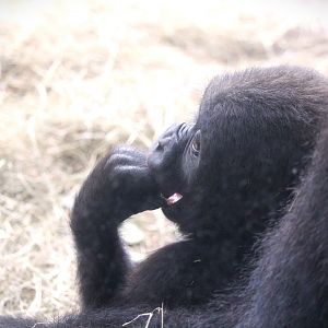 Africa - Gorilla Falls Exploration Trail - Western Lowland Gorilla