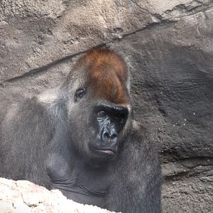 Africa - Gorilla Falls Exploration Trail - Western Lowland Gorilla