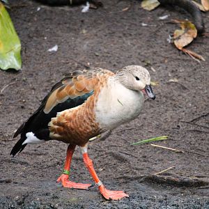 Oasis - Orinoco Goose