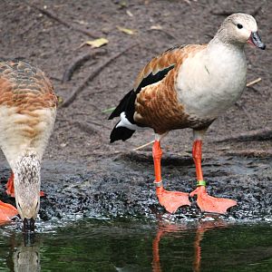 Oasis - Orinoco Geese
