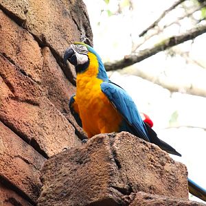 Blue-and-yellow Macaw (Free-roaming)
