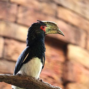 Asia - Anandapur Theater - Trumpeter Hornbill