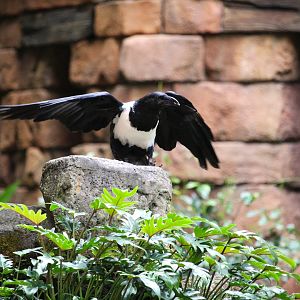 Asia - Anandapur Theater - Pied Crow