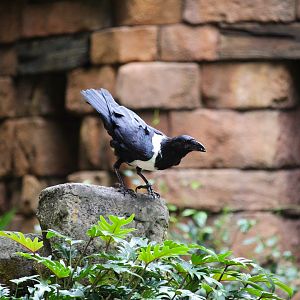 Asia - Anandapur Theater - Pied Crow