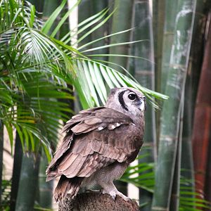 Asia - Anandapur Theater - Verreaux's Eagle-Owl