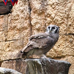 Asia - Anandapur Theater - Verreaux's Eagle-Owl