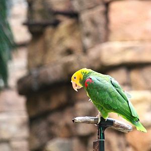 Asia - Anandapur Theater - Yellow-headed Amazon