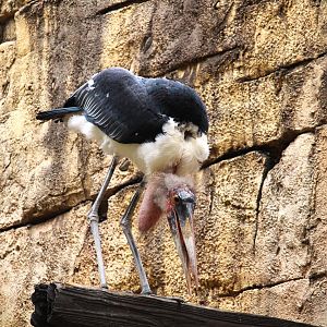 Asia - Anandapur Theater - Marabou Stork