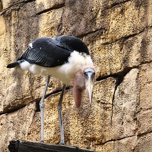 Asia - Anandapur Theater - Marabou Stork