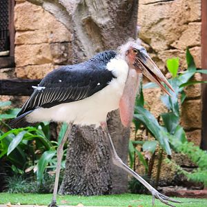 Asia - Anandapur Theater - Marabou Stork