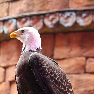 Asia - Anandapur Theater - Southern Bald Eagle