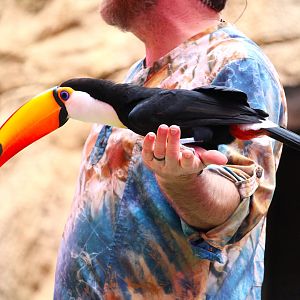 Asia - Anandapur Theater - Toco Toucan