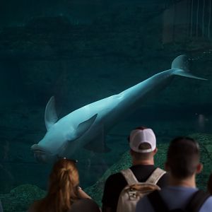 Atlantic Bottlenose Dolphin/ Tursiops truncatus Hope