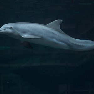 Atlantic Bottlenose Dolphin/ Tursiops truncatus Hope