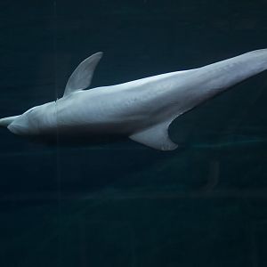 Atlantic Bottlenose Dolphin/ Tursiops truncatus Hope