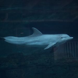 Atlantic Bottlenose Dolphin/ Tursiops truncatus Hope