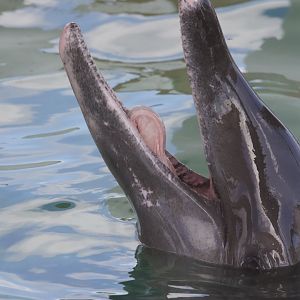 Rough-toothed dolphin/ Steno bredanensis Rex