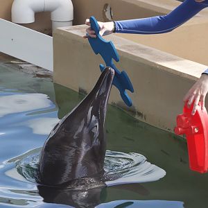 Rough-toothed dolphin/ Steno bredanensis Rex