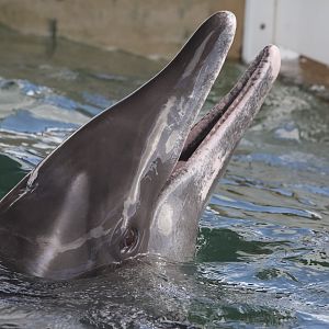 Rough-toothed dolphin/ Steno bredanensis Rex