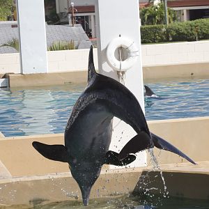 Rough-toothed dolphin/ Steno bredanensis Rex