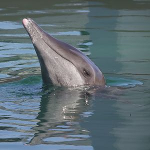 Rough-toothed dolphin/ Steno bredanensis Rudolph