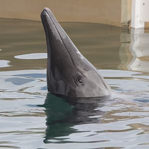 Rough-toothed dolphin/ Steno bredanensis Rudolph