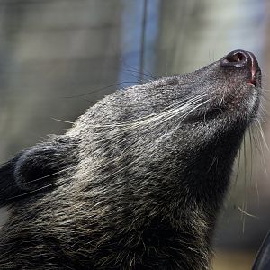 Binturong/ Arctictis binturong
