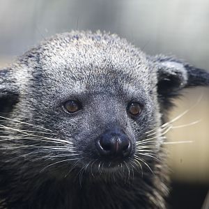 Binturong/ Arctictis binturong